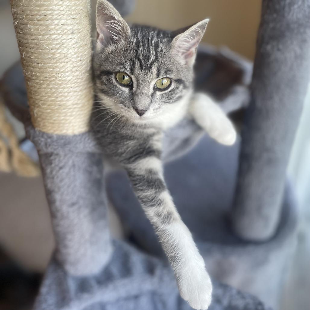 Enlarge Pip, a Adoptable Domestic Short Hair in St. Louis, MO image 4/6