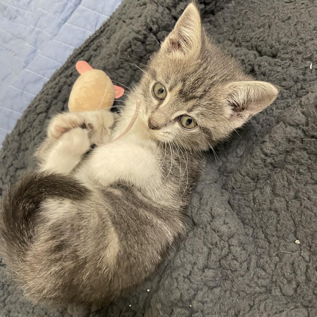 Enlarge Pip, a Adoptable Domestic Short Hair in St. Louis, MO image 5/6