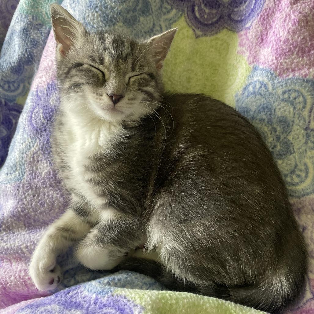 Enlarge Pip, a Adoptable Domestic Short Hair in St. Louis, MO image 6/6