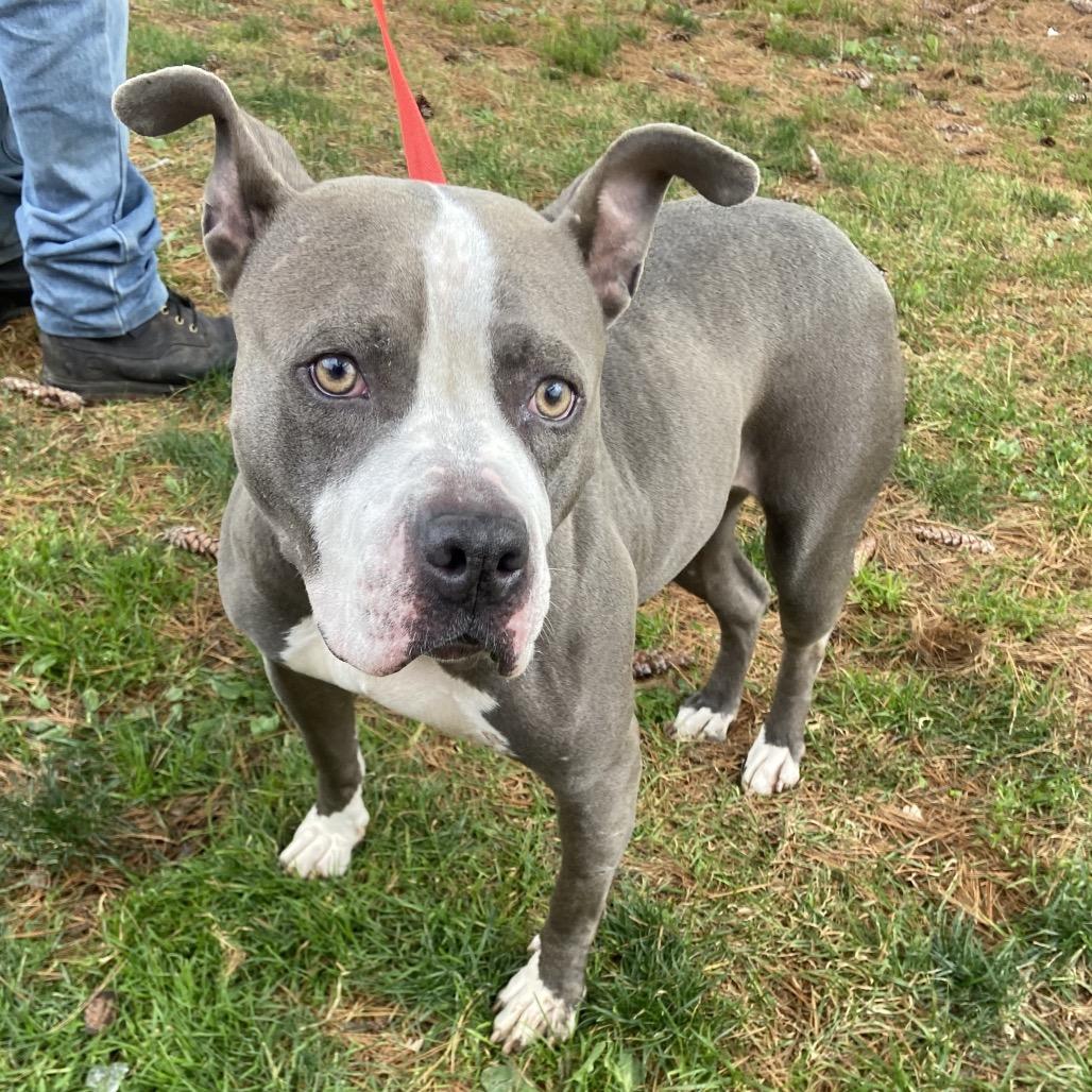 Avery, Adoptable, Adult Female Mixed Breed.