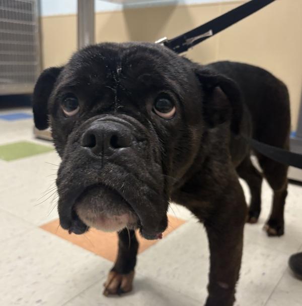 Nayna, Adoptable, Adult Female American Bulldog & Olde English Bulldogge.