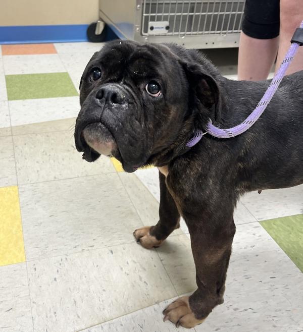 Enlarge Nayna, a Adoptable mixed breed in Sioux City, IA image 2/3