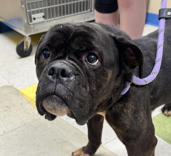 Enlarge Nayna, a Adoptable mixed breed in Sioux City, IA image 3/3