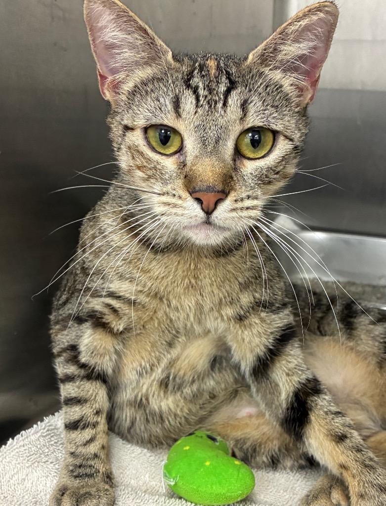 Marbles, Adoptable, Kitten Female Domestic Short Hair.