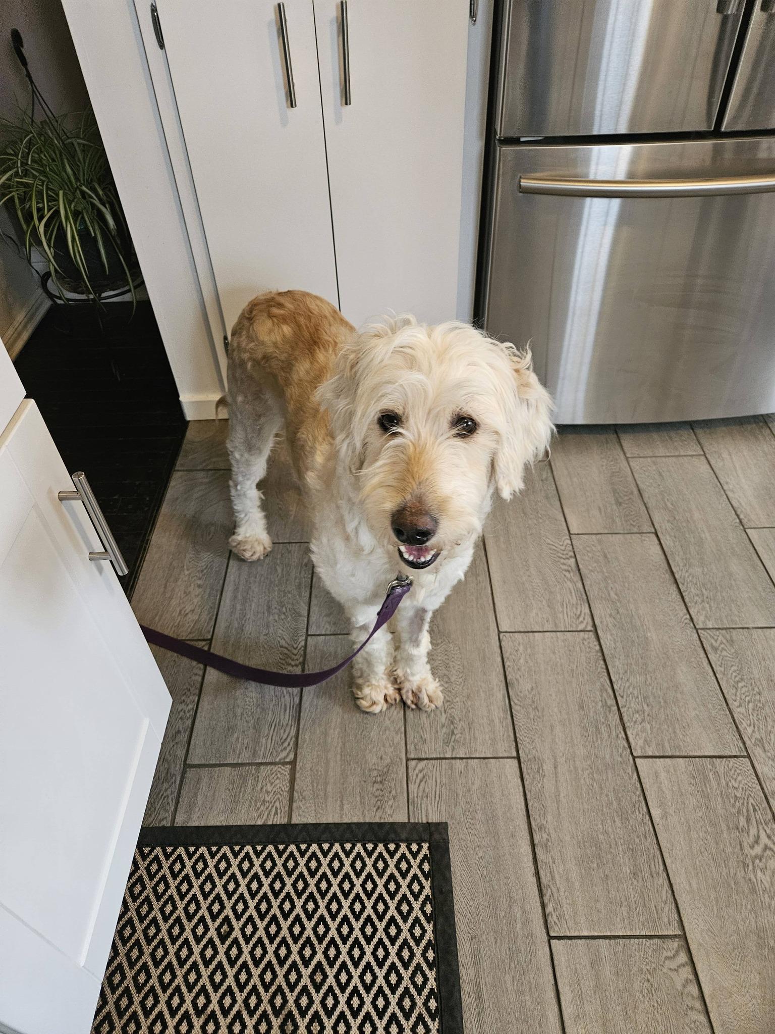 Enlarge Sadie, an adopted Goldendoodle in Albany, NY image 4/4