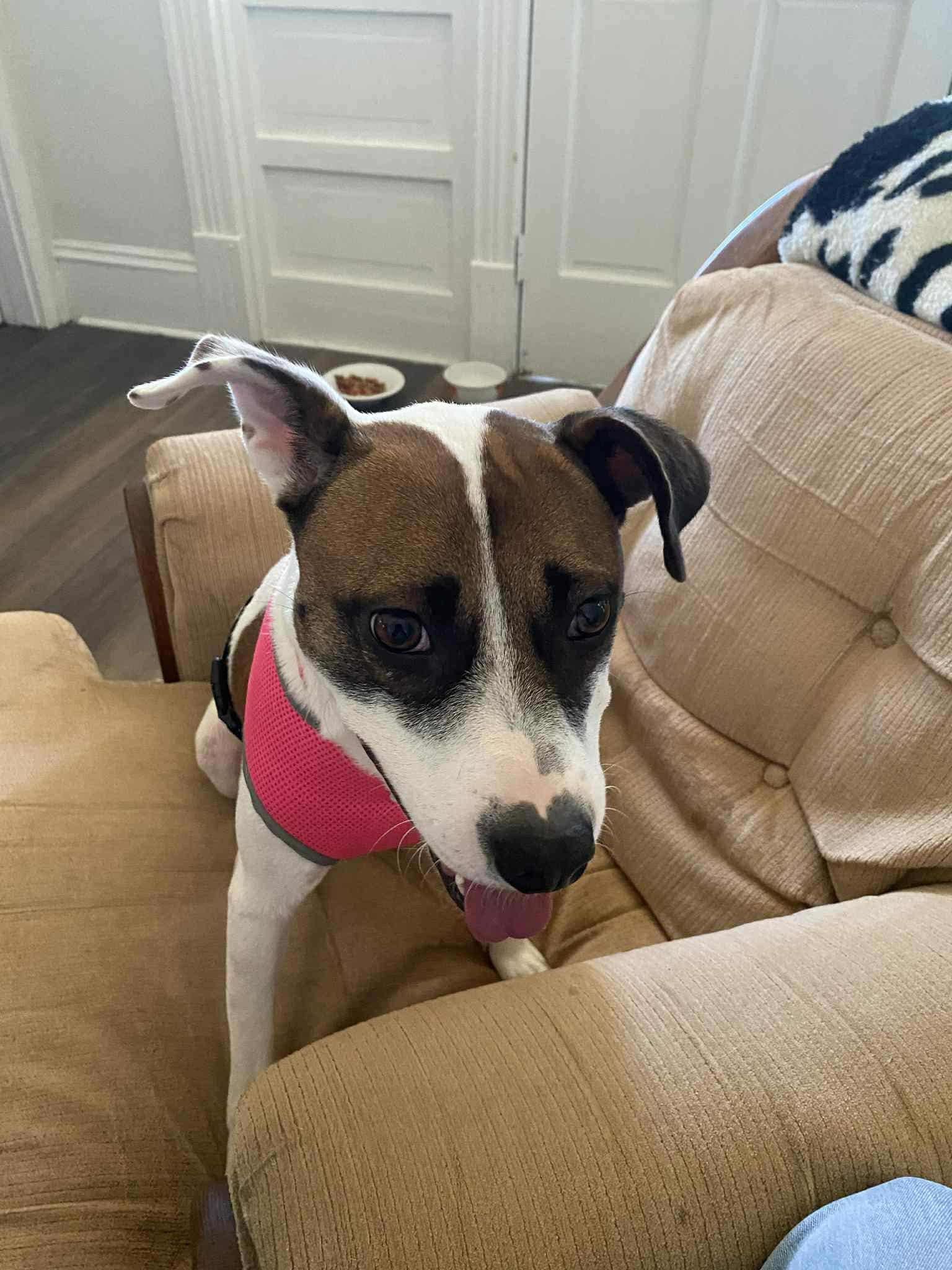 Enlarge Mona Lisa, a Adoptable mixed breed in Wilmington, NC image 1/6