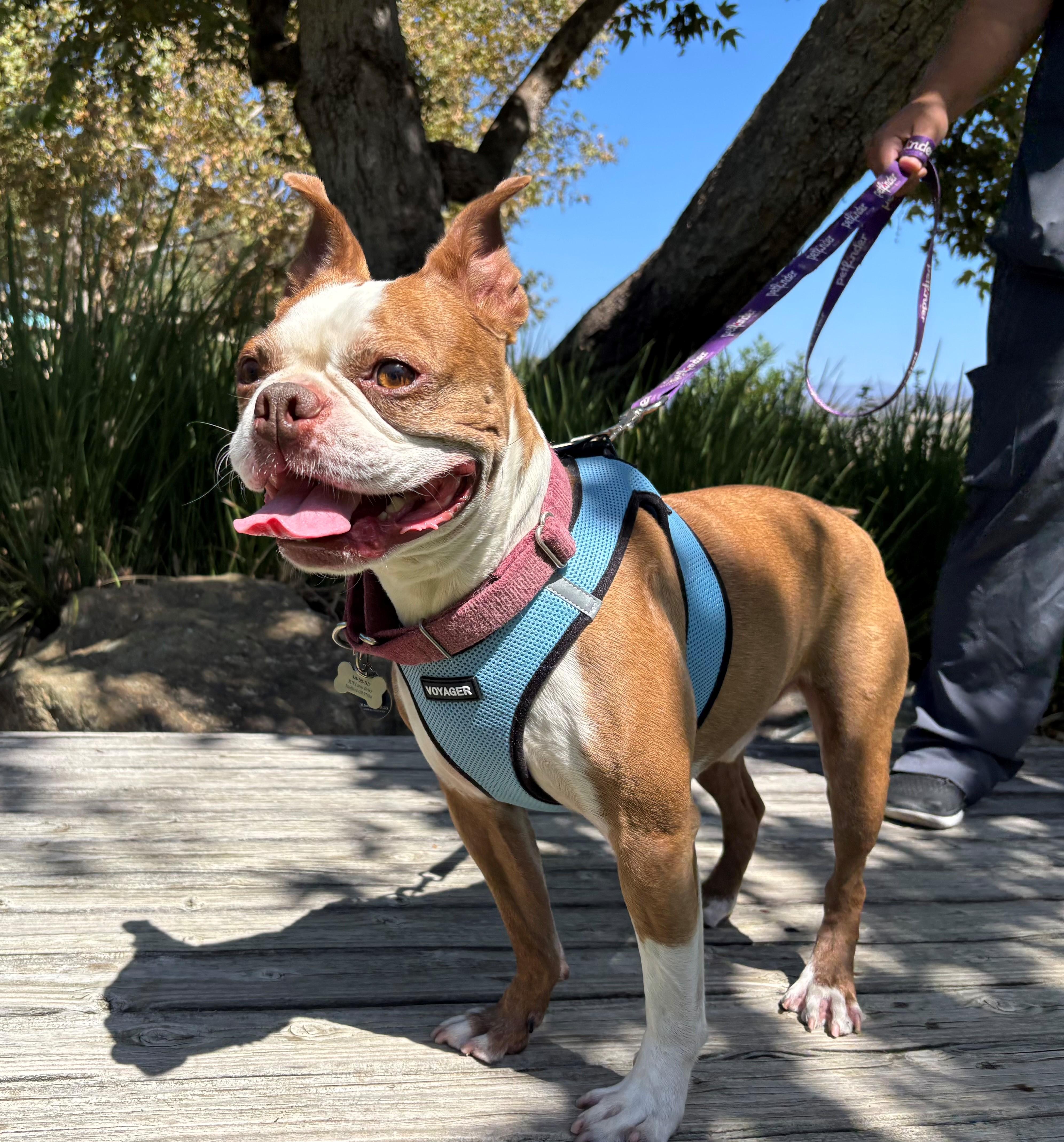 Duke, Adoptable, Adult Male Boston Terrier.