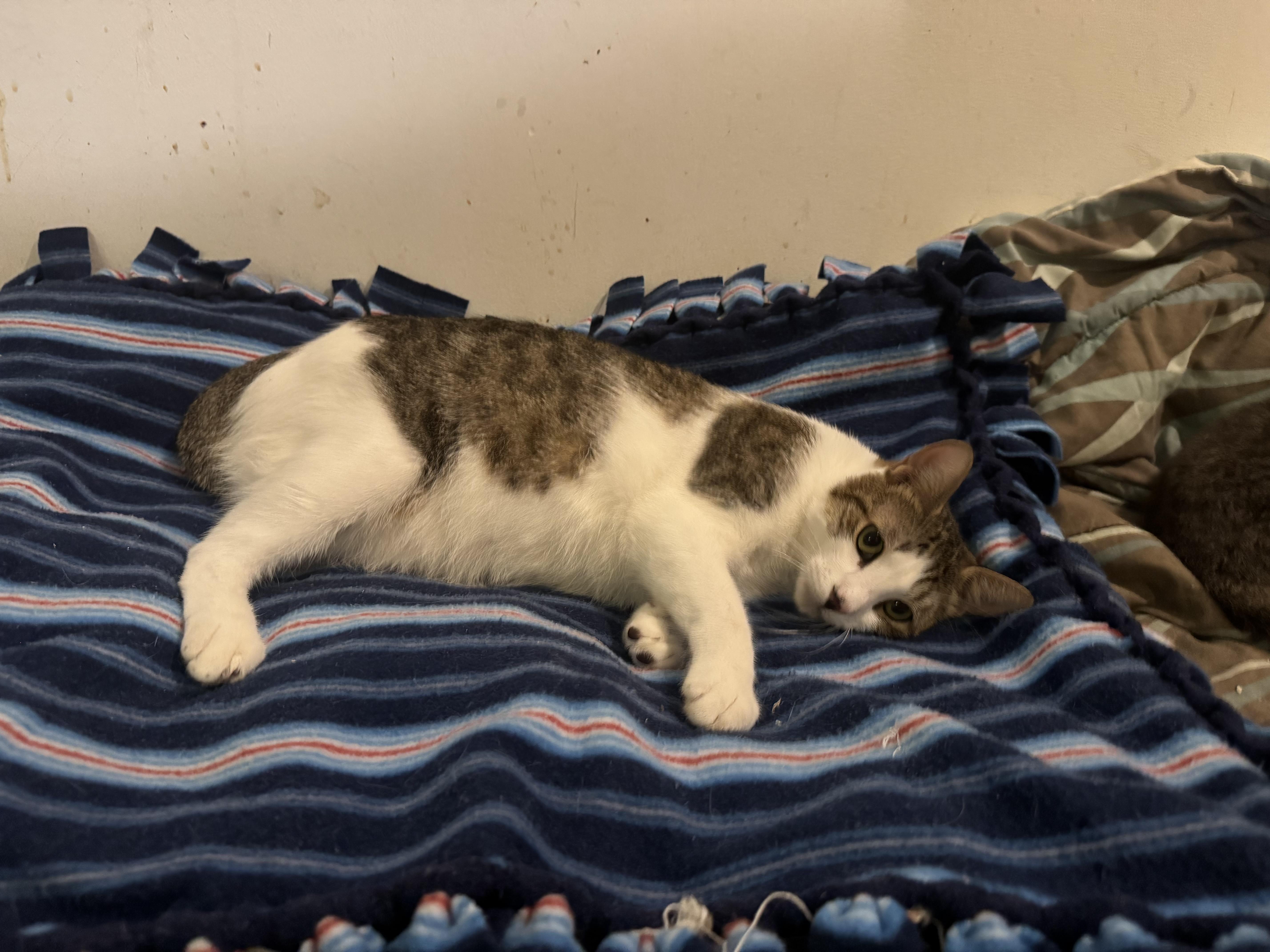 Enlarge KEVIN, a Adoptable mixed breed in Churchville, PA image 2/2