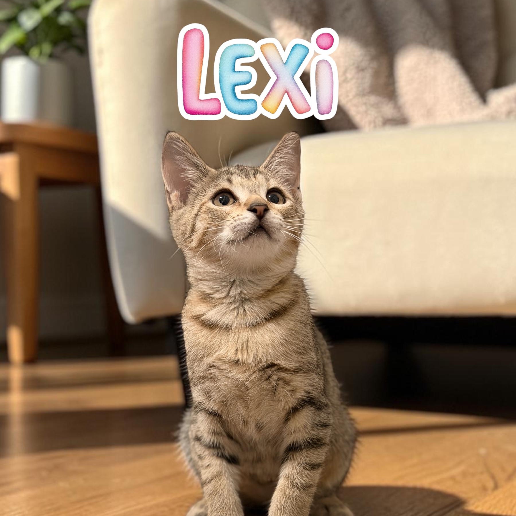 Enlarge Lexi, a Adoptable Domestic Short Hair in Boca Raton, FL image 2/5