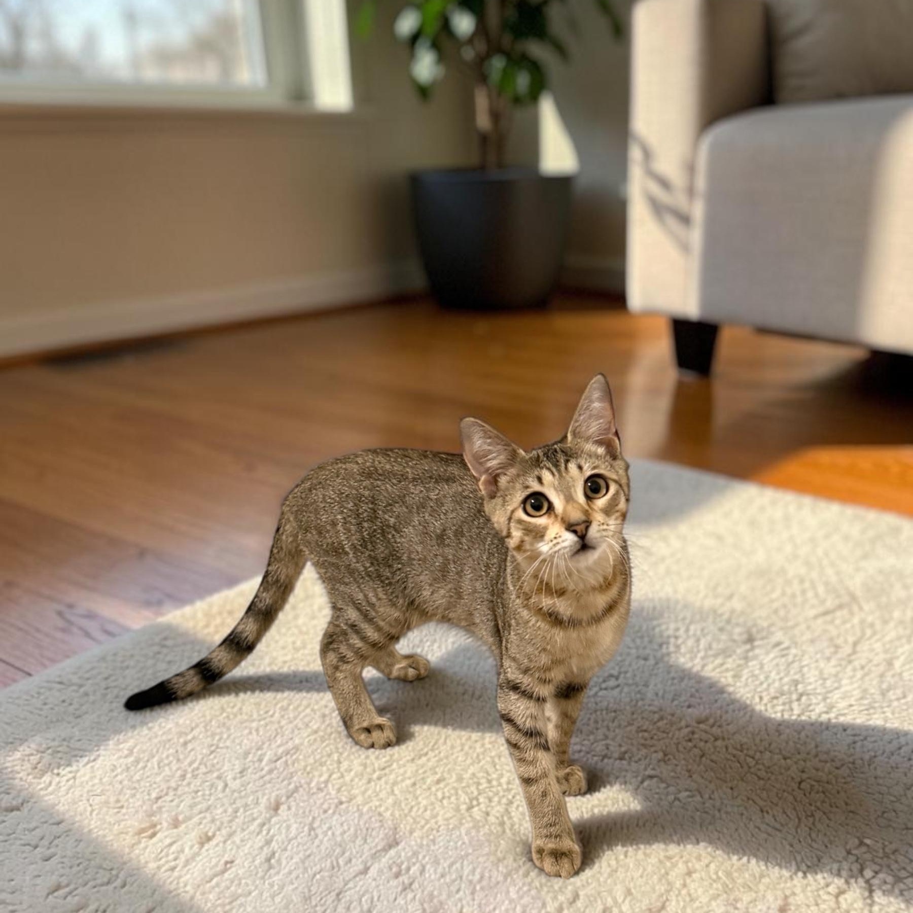 Enlarge Lexi, a Adoptable Domestic Short Hair in Boca Raton, FL image 2/6