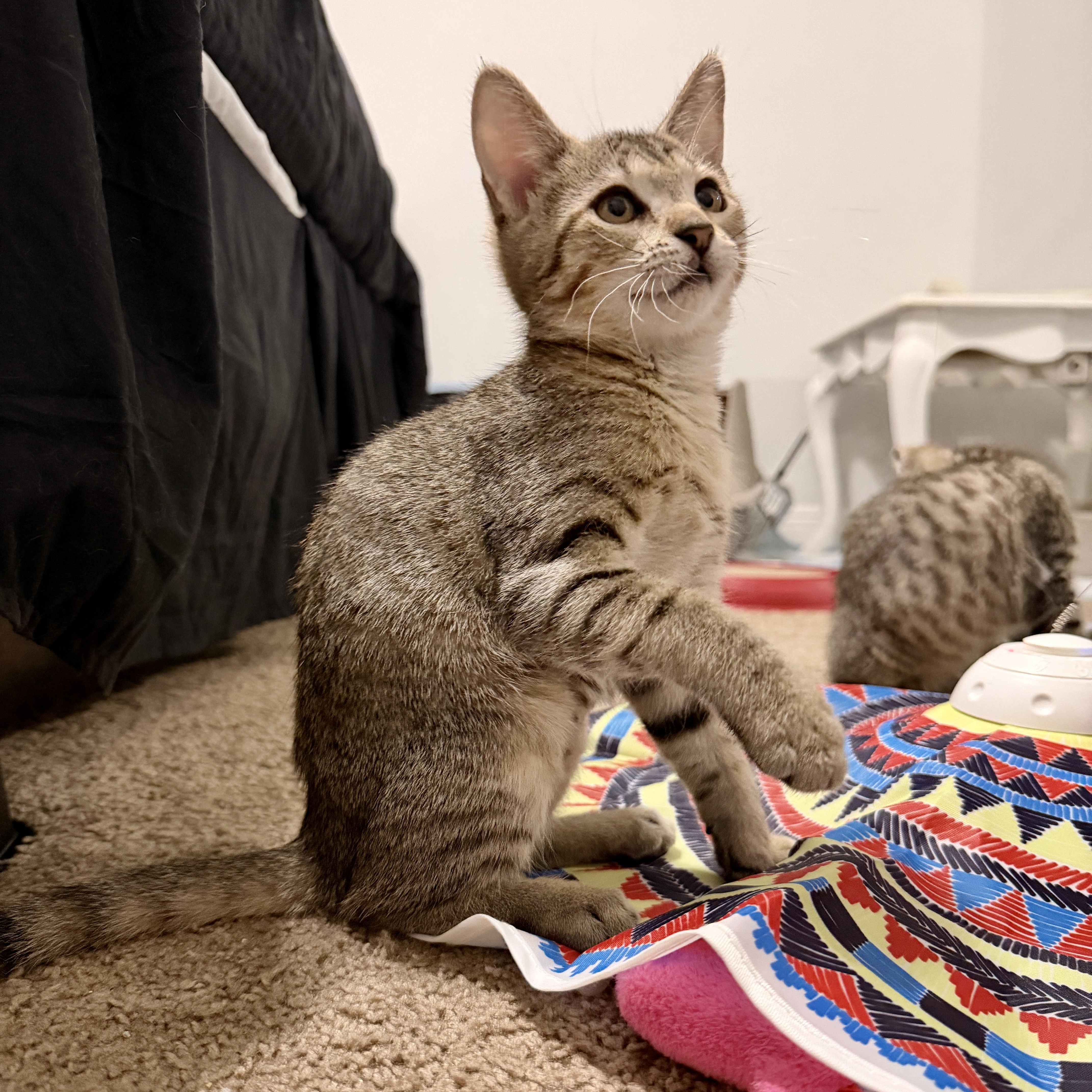 Enlarge Lexi, a Adoptable Domestic Short Hair in Boca Raton, FL image 5/5