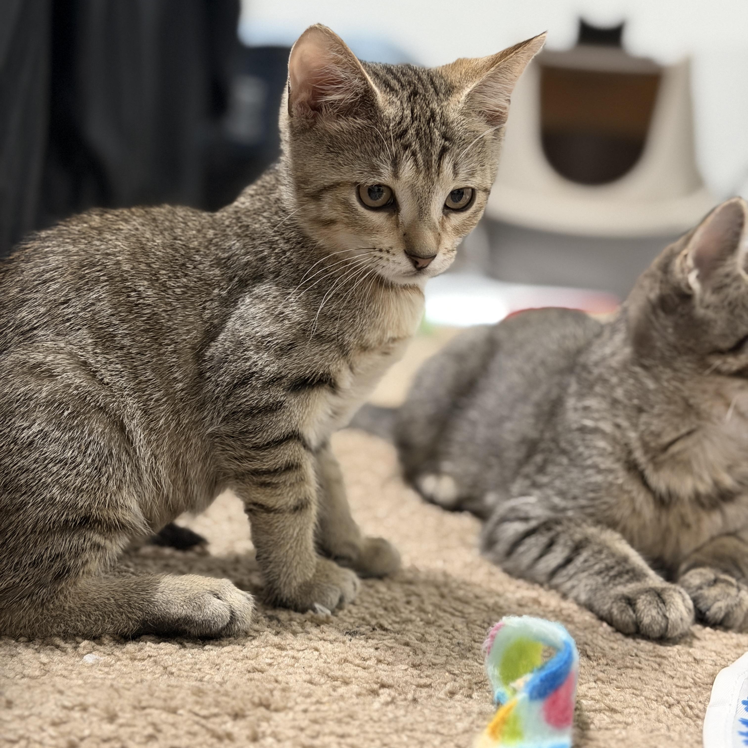 Lexi, Adoptable, Kitten Female Domestic Short Hair.