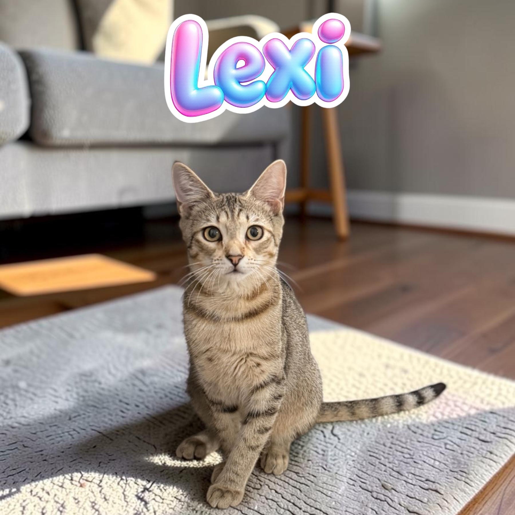 Enlarge Lexi, a Adoptable Domestic Short Hair in Boca Raton, FL image 1/6