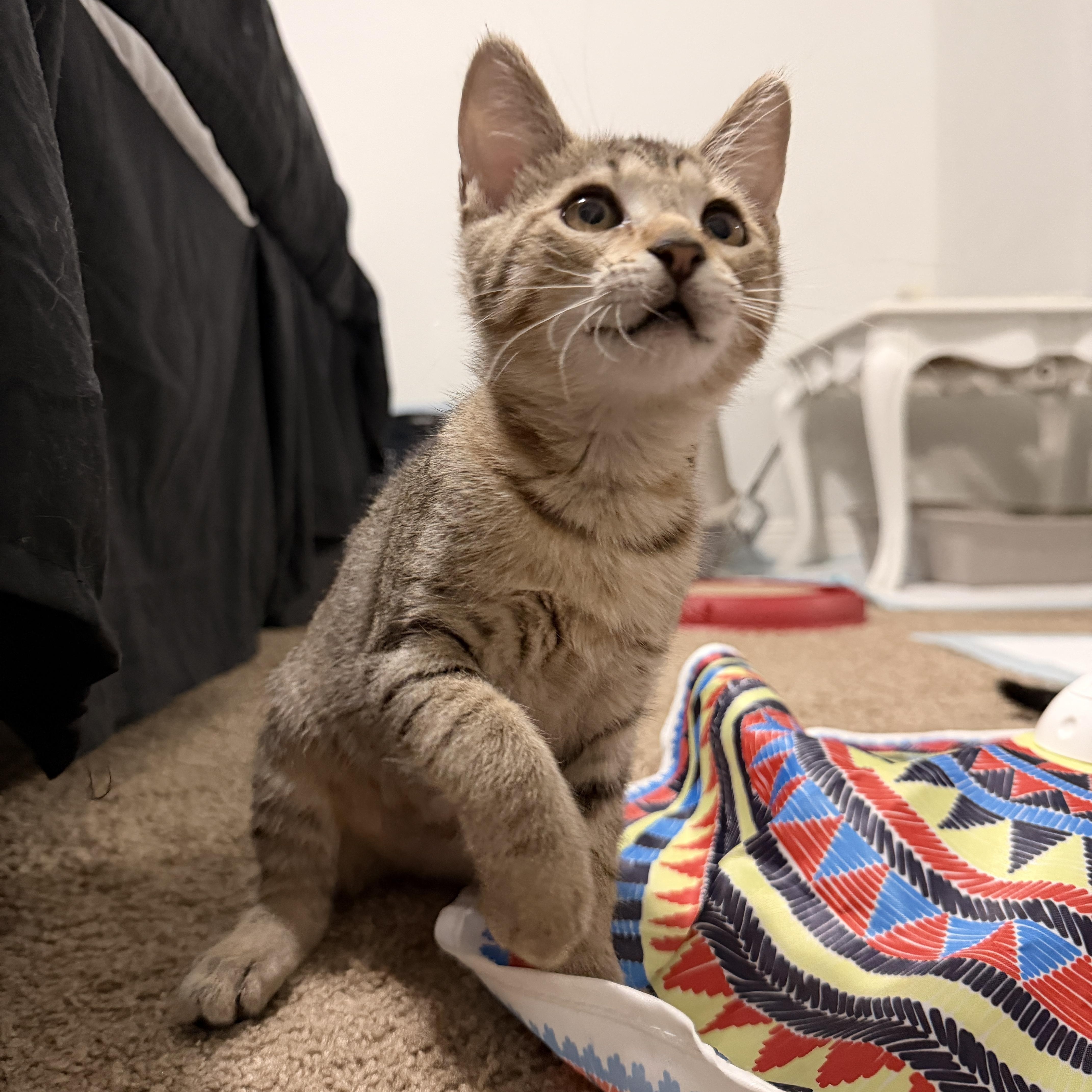 Enlarge Lexi, a Adoptable Domestic Short Hair in Boca Raton, FL image 4/5