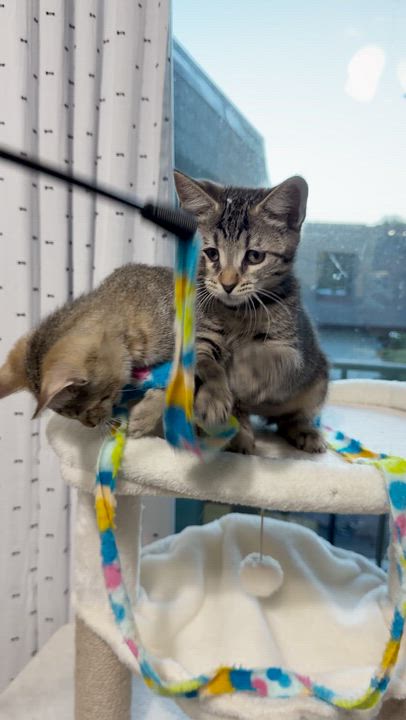 Enlarge Lexi, a Adoptable Domestic Short Hair in Boca Raton, FL video 3/5