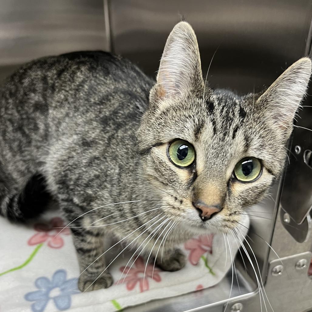 Enlarge Gemelli, a Adoptable Domestic Short Hair in Detroit Lakes, MN image 1/3