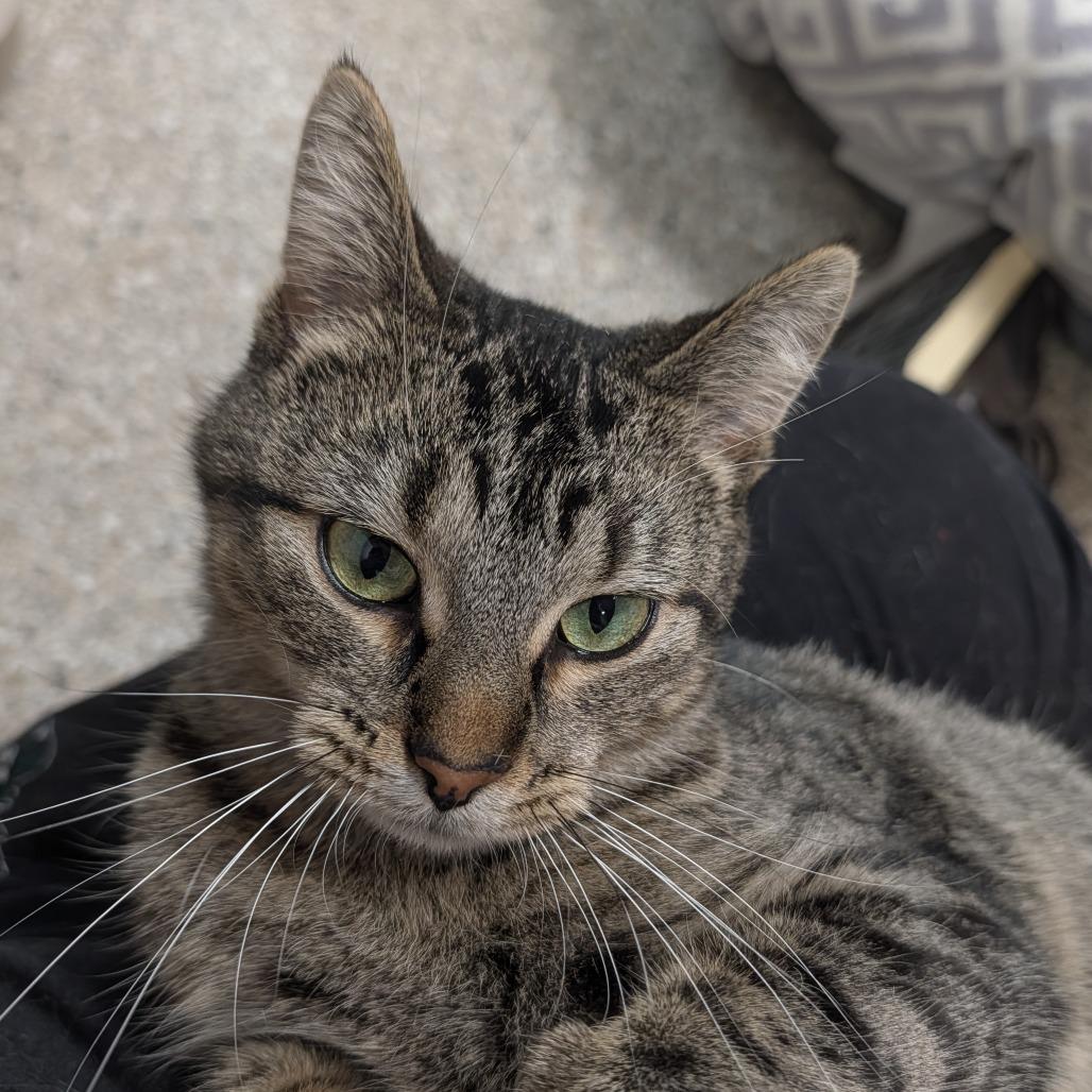 Enlarge Gemelli, a Adoptable Domestic Short Hair in Detroit Lakes, MN image 2/3