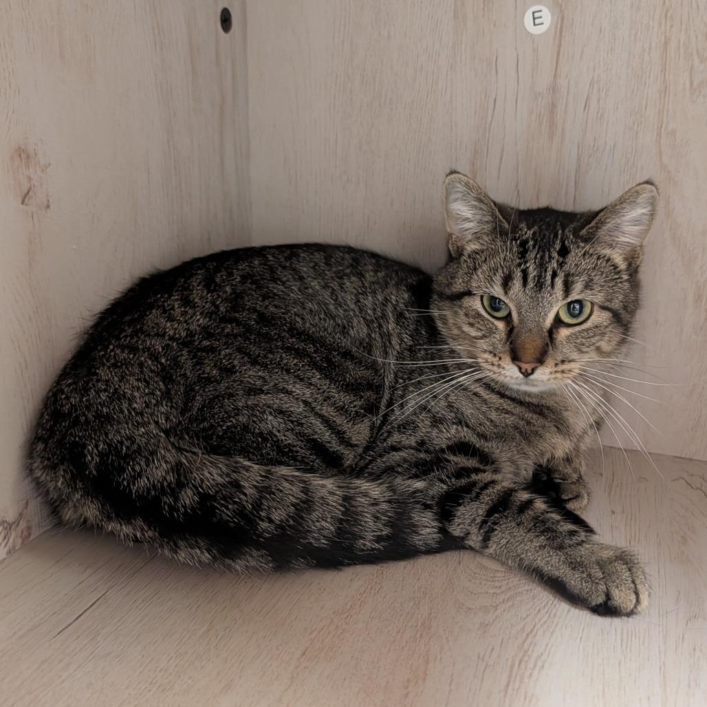 Enlarge Gemelli, a Adoptable Domestic Short Hair in Detroit Lakes, MN image 3/3