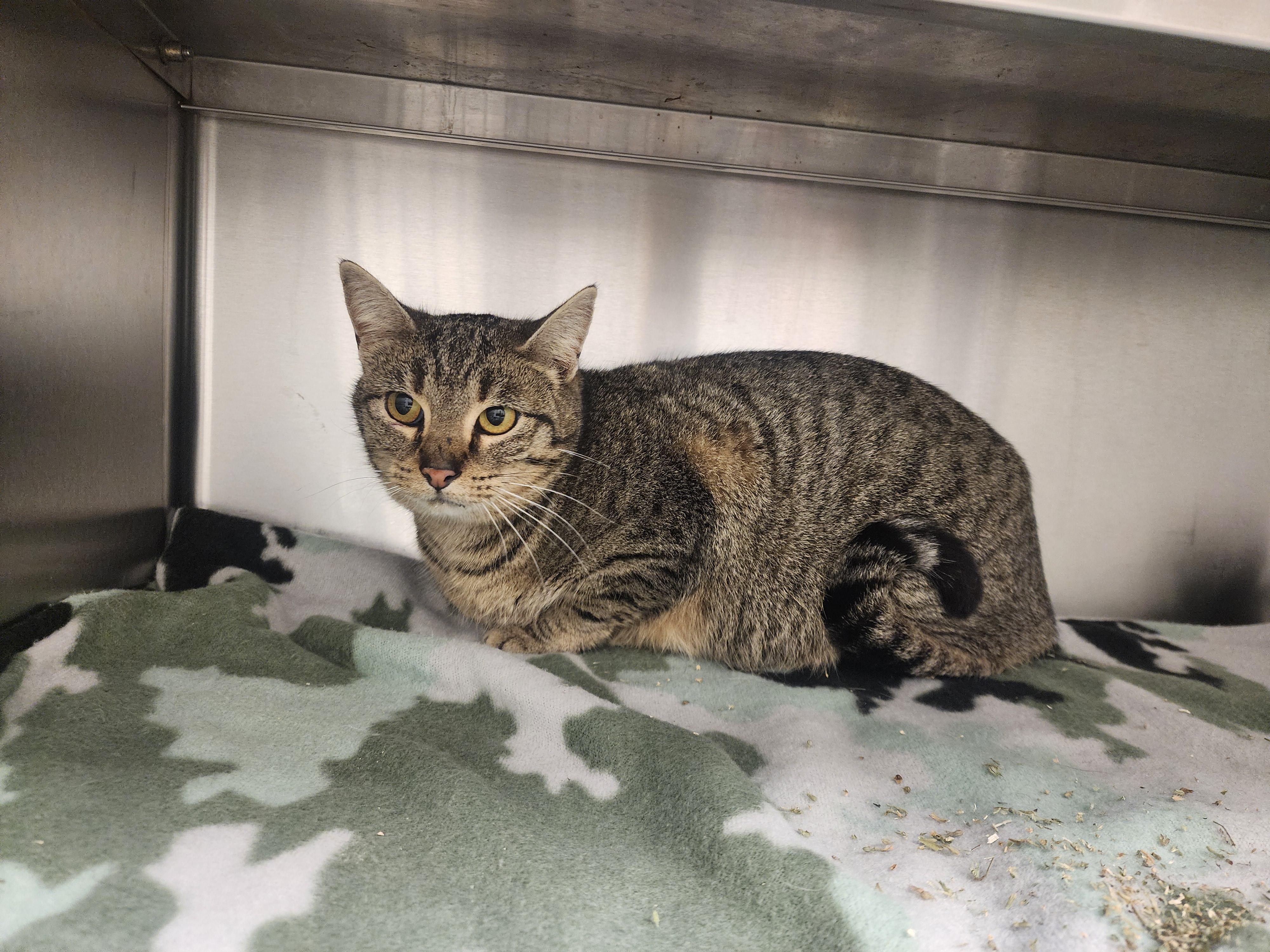 Chai, ADOPTABLE, Young Female Domestic Short Hair.