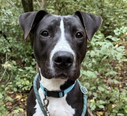 Enlarge Dennis, a Adoptable mixed breed in Indianapolis, IN image 1/1