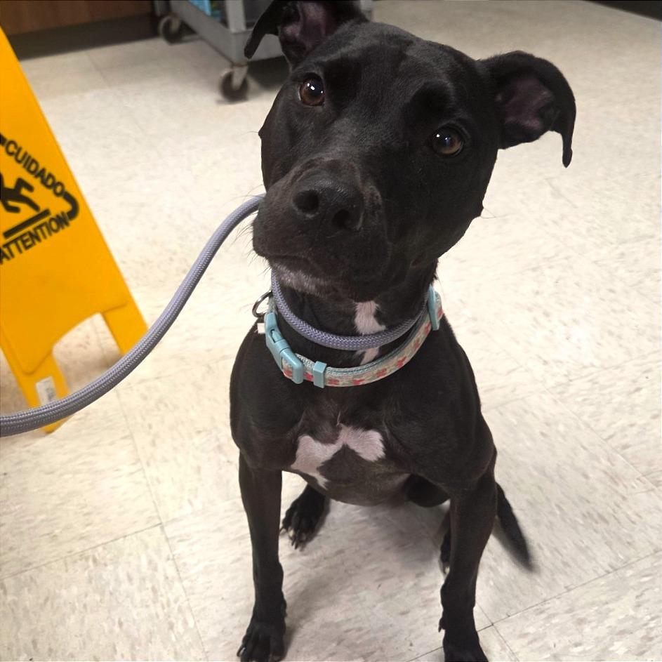 Winnie, Adoptable, Adult Female Mixed Breed & Mixed Breed.