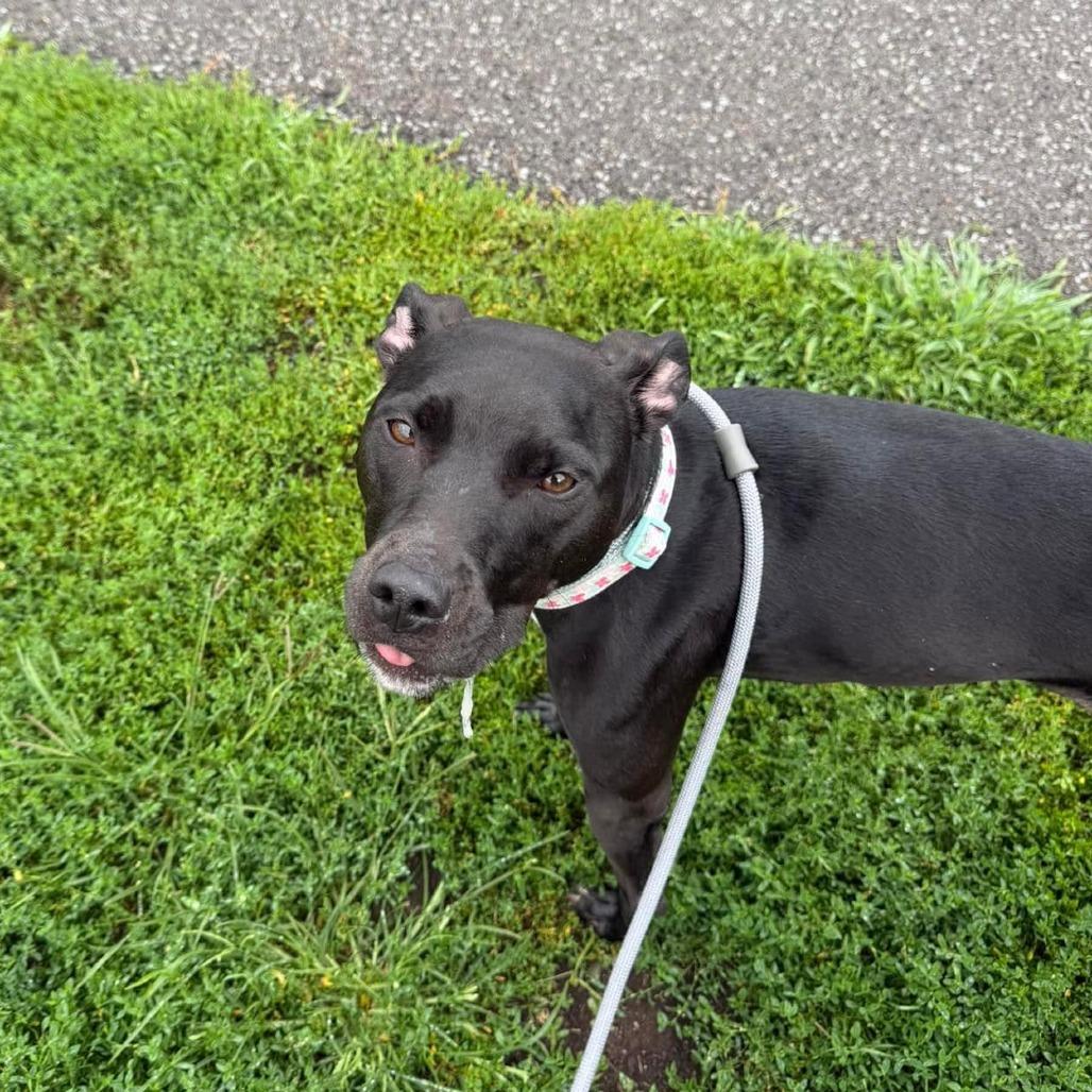Enlarge Winnie, a Adoptable mixed breed in Binghamton, NY image 2/3