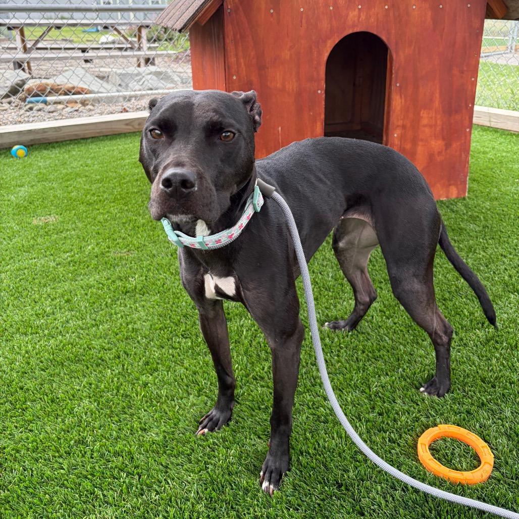 Enlarge Winnie, a Adoptable mixed breed in Binghamton, NY image 3/3