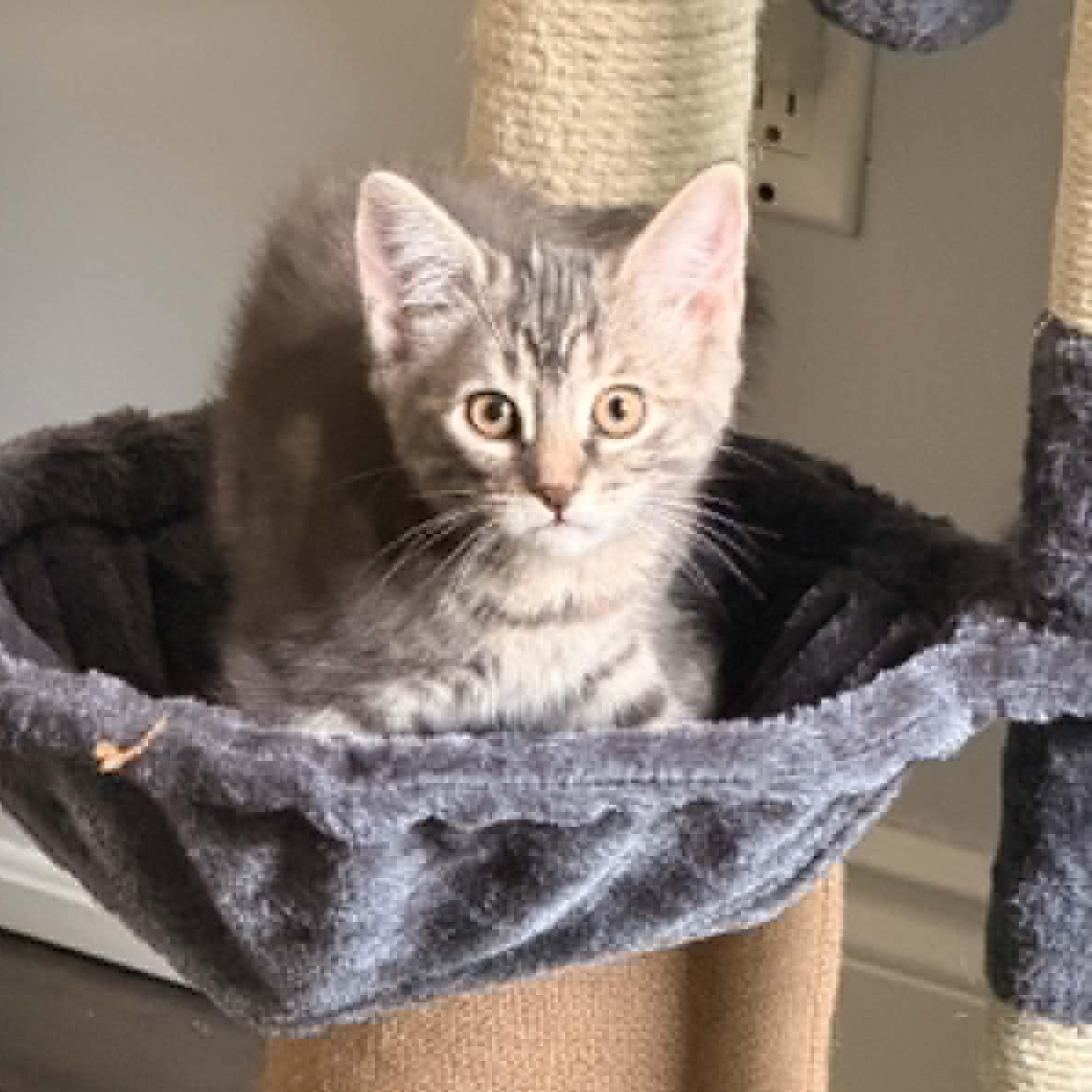 Enlarge Chick - Playful & Social, an adopted Tabby in Hamilton, ON image 2/3