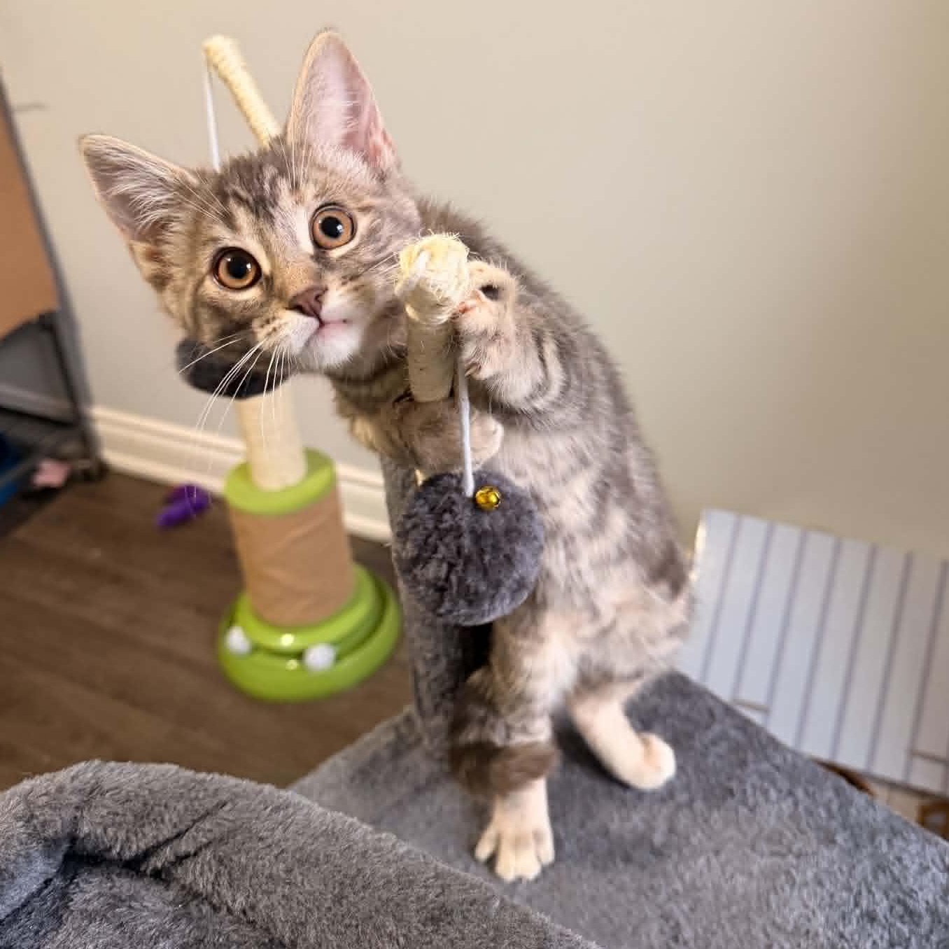 Enlarge Chick - Playful & Social, an adopted Tabby in Hamilton, ON image 3/3