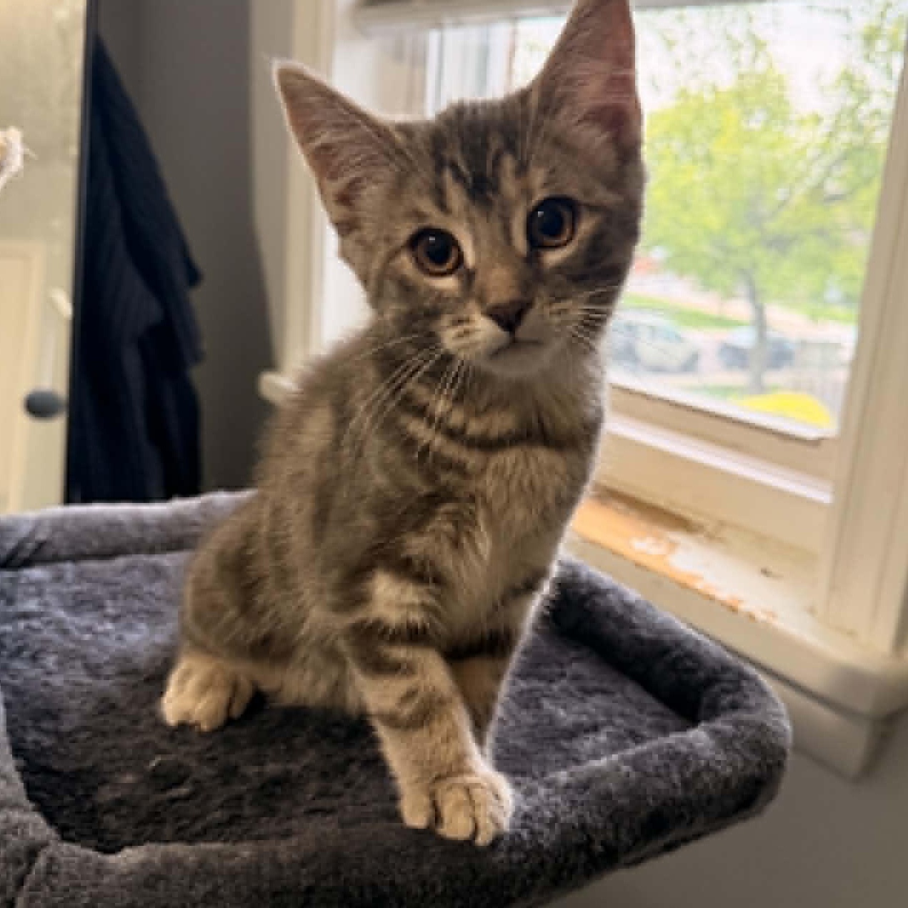 Enlarge Chick - Playful & Social, an adopted Tabby in Hamilton, ON image 1/3