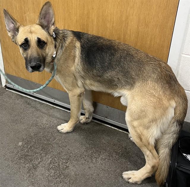 Enlarge ROCKY, a Adoptable German Shepherd Dog in Upper Marlboro, MD image 1/1