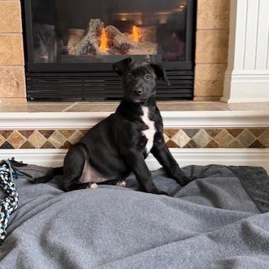 Maddie, Adoptable, Puppy Female Pit Bull Terrier.