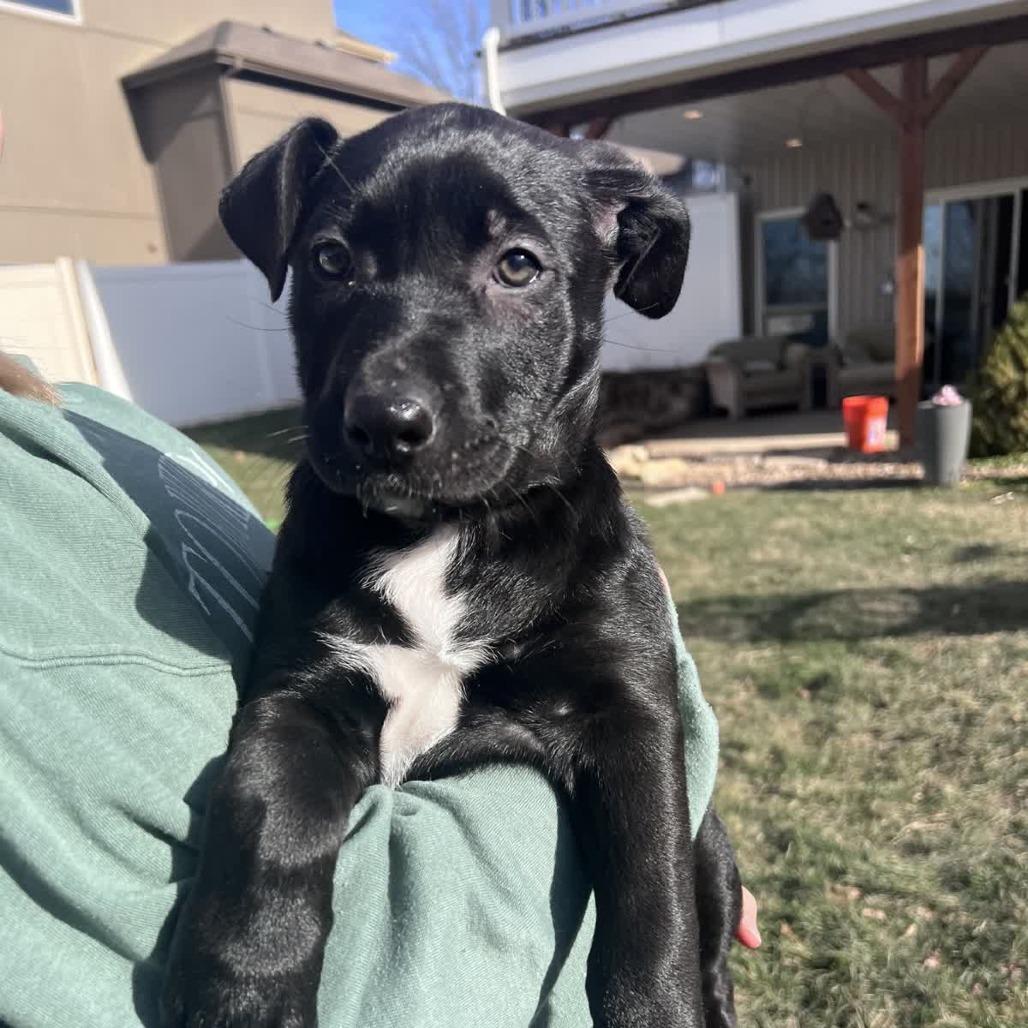 Enlarge Maddie, a Adoptable Pit Bull Terrier in Kansas City, MO image 2/6