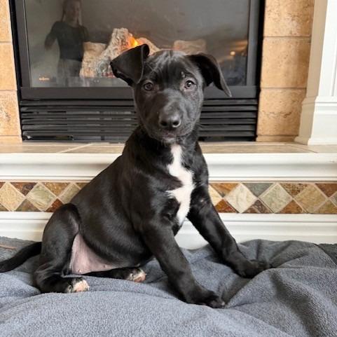 Enlarge Maddie, a Adoptable Pit Bull Terrier in Kansas City, MO image 3/6