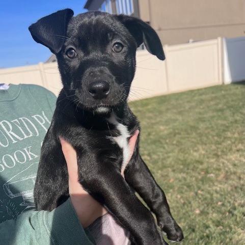 Enlarge Maddie, a Adoptable Pit Bull Terrier in Kansas City, MO image 4/6