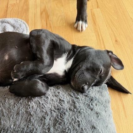 Enlarge Maddie, a Adoptable Pit Bull Terrier in Kansas City, MO image 5/6