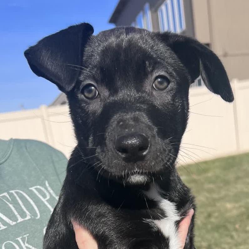 Enlarge Maddie, a Adoptable Pit Bull Terrier in Kansas City, MO image 6/6