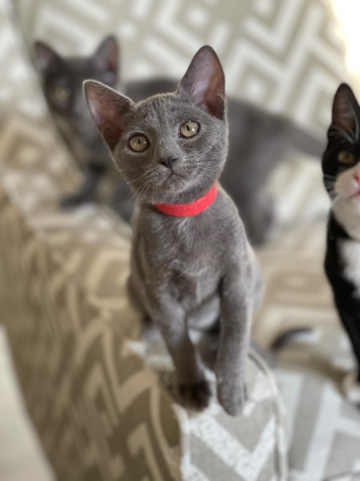 Valentine, a Adopted Domestic Short Hair in Naples, FL image 1/3