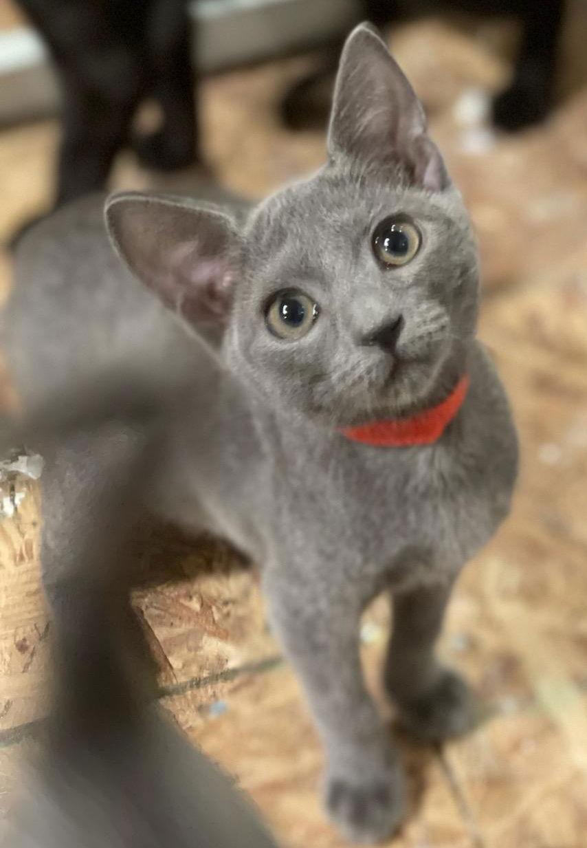 Valentine, a Adopted Domestic Short Hair in Naples, FL image 2/3