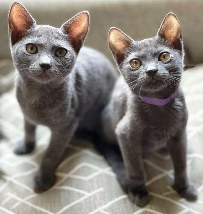 Valentine, a Adopted Domestic Short Hair in Naples, FL image 3/3