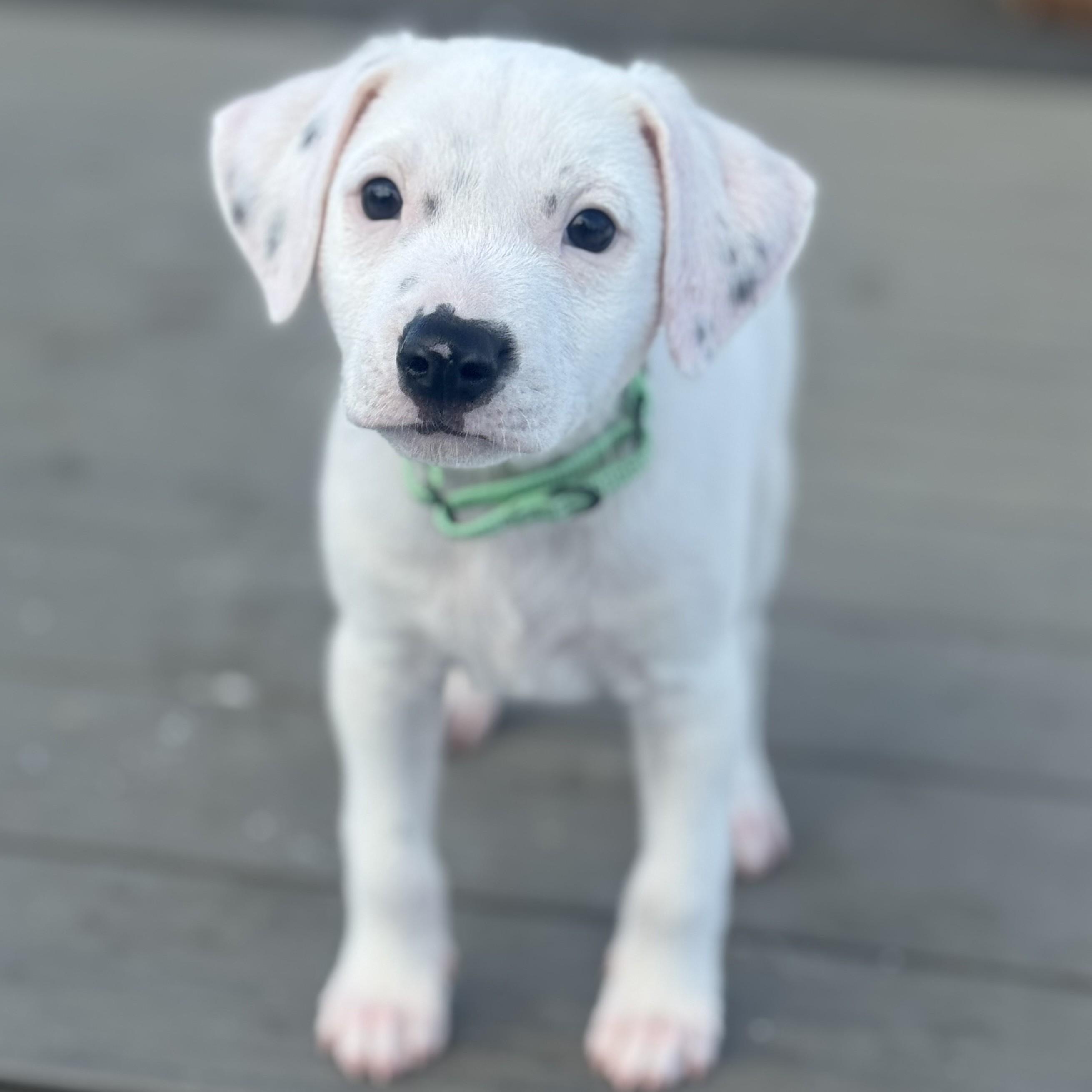 Enlarge Jack, an adopted Mixed Breed in Albany, NY image 1/6