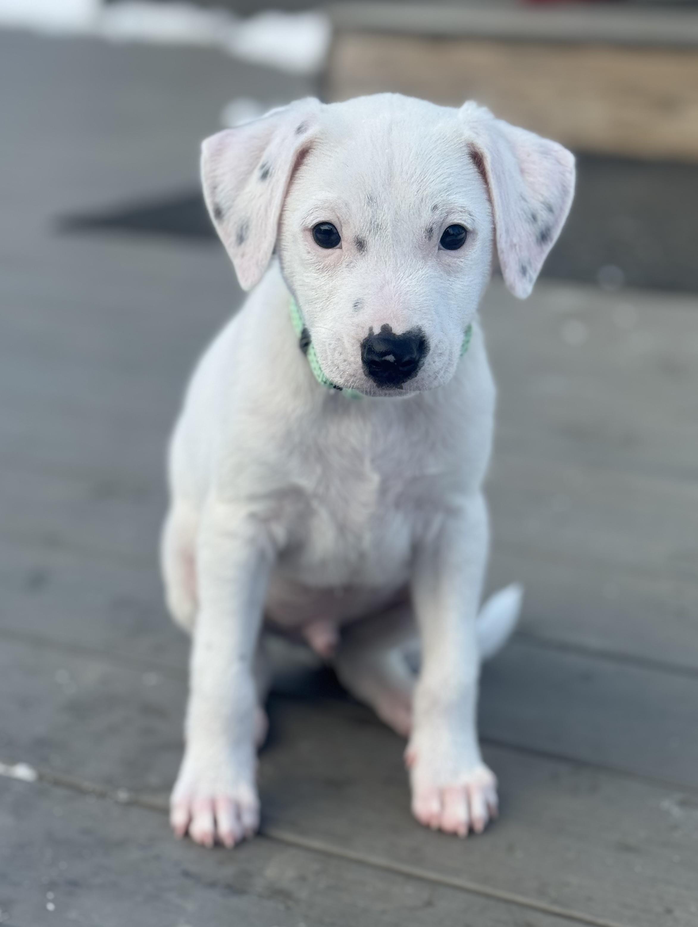 Enlarge Jack, an adopted Mixed Breed in Albany, NY image 5/6