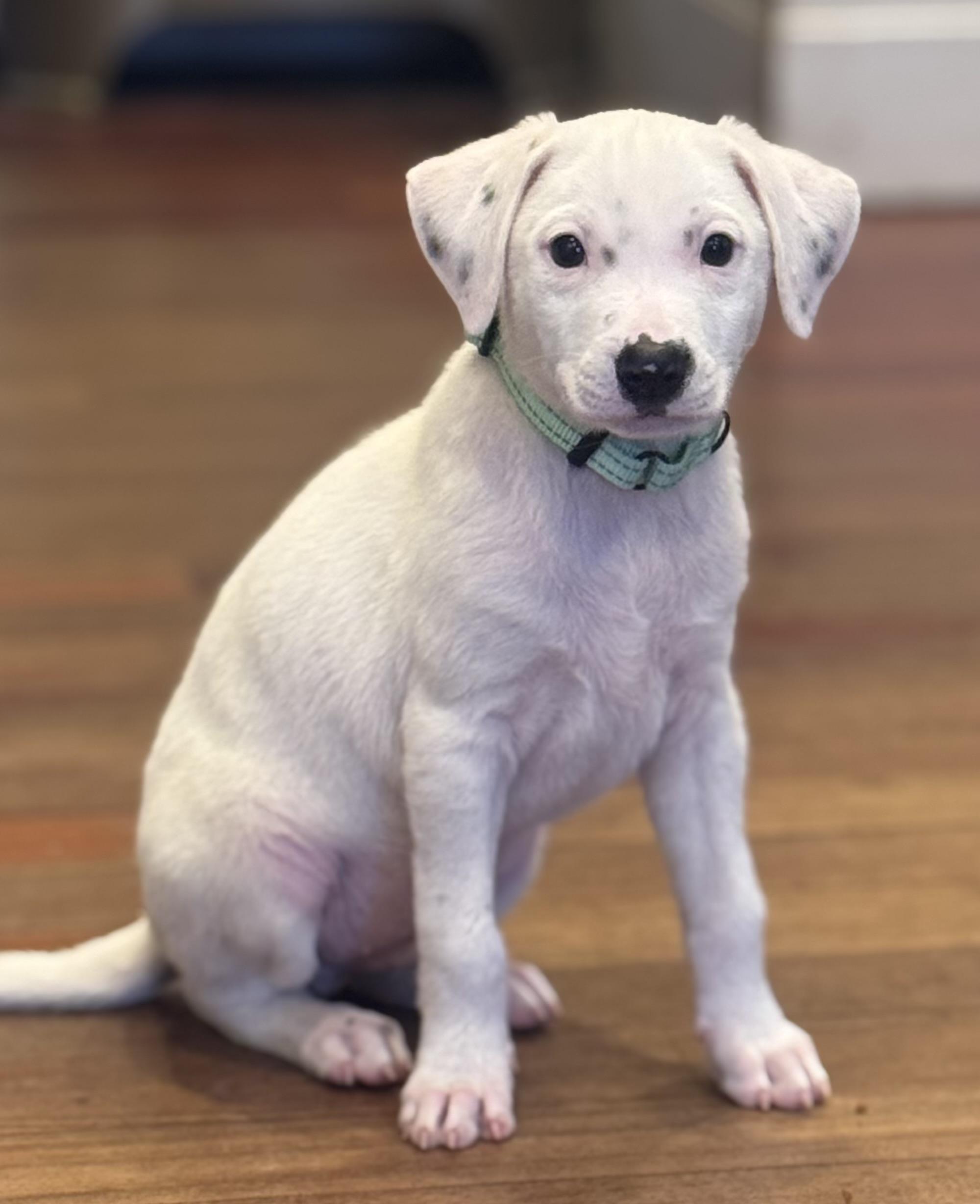 Enlarge Jack, an adopted Mixed Breed in Albany, NY image 6/6