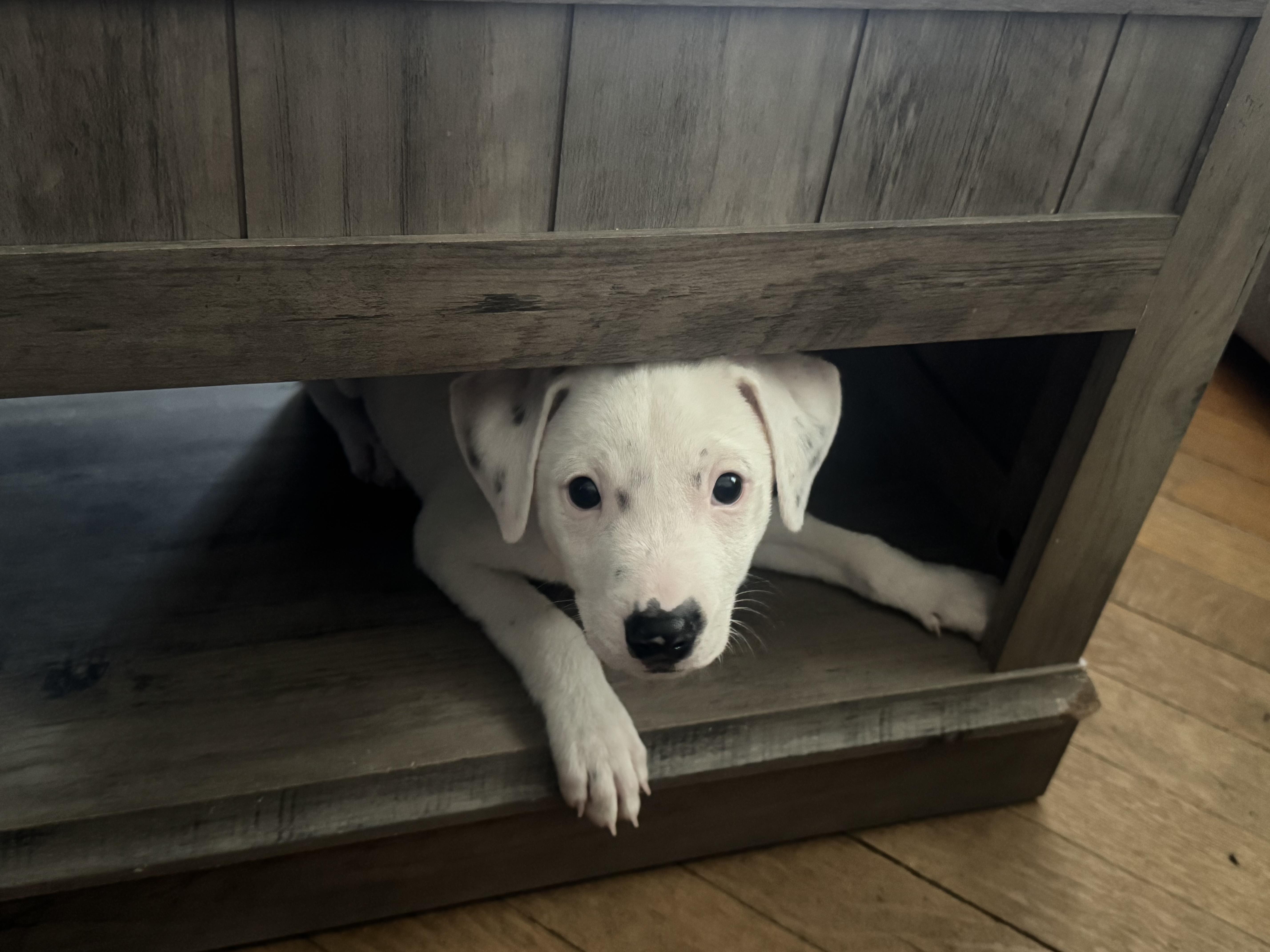Enlarge Jack, an adopted Mixed Breed in Albany, NY image 3/6