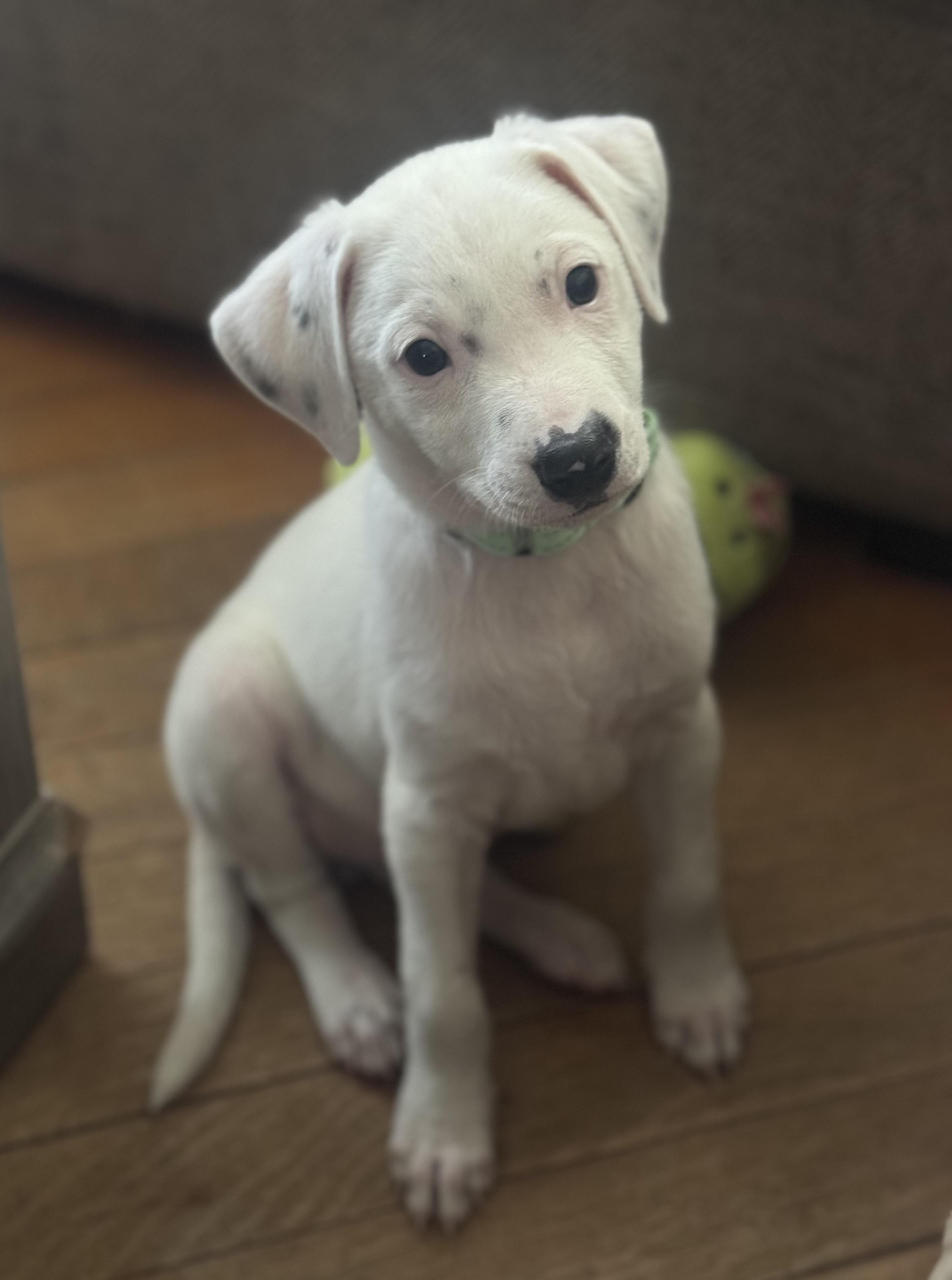 Enlarge Jack, an adopted Mixed Breed in Albany, NY image 4/6