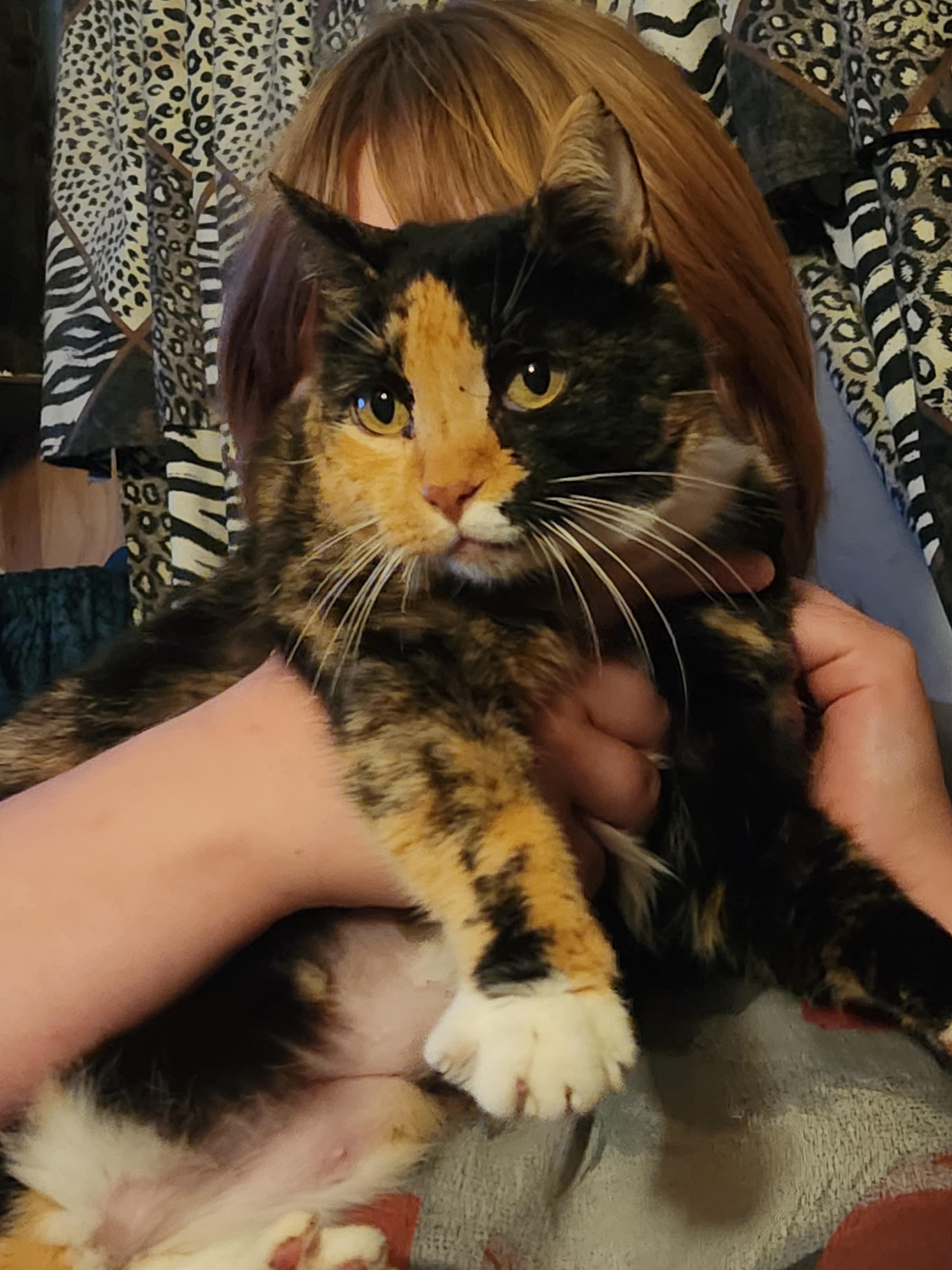 Enlarge Amelia Badelia, an adopted Domestic Short Hair in Mount Pleasant, TX image 1/1