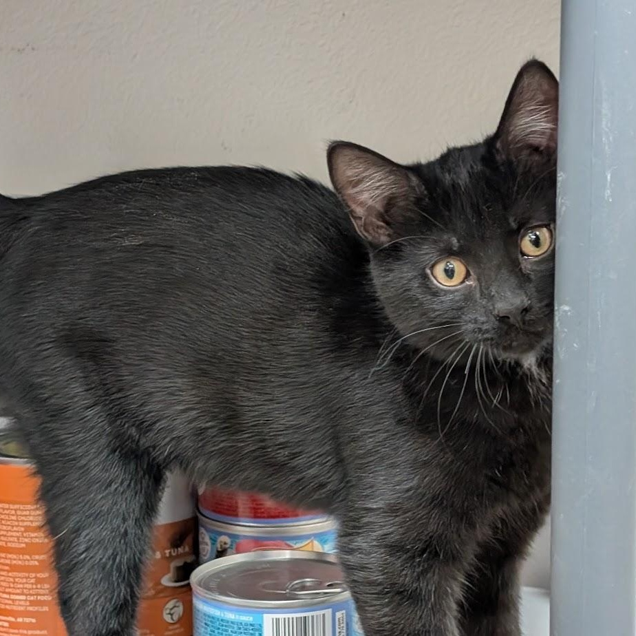 Smokey, Adoptable, Young Male American Shorthair.