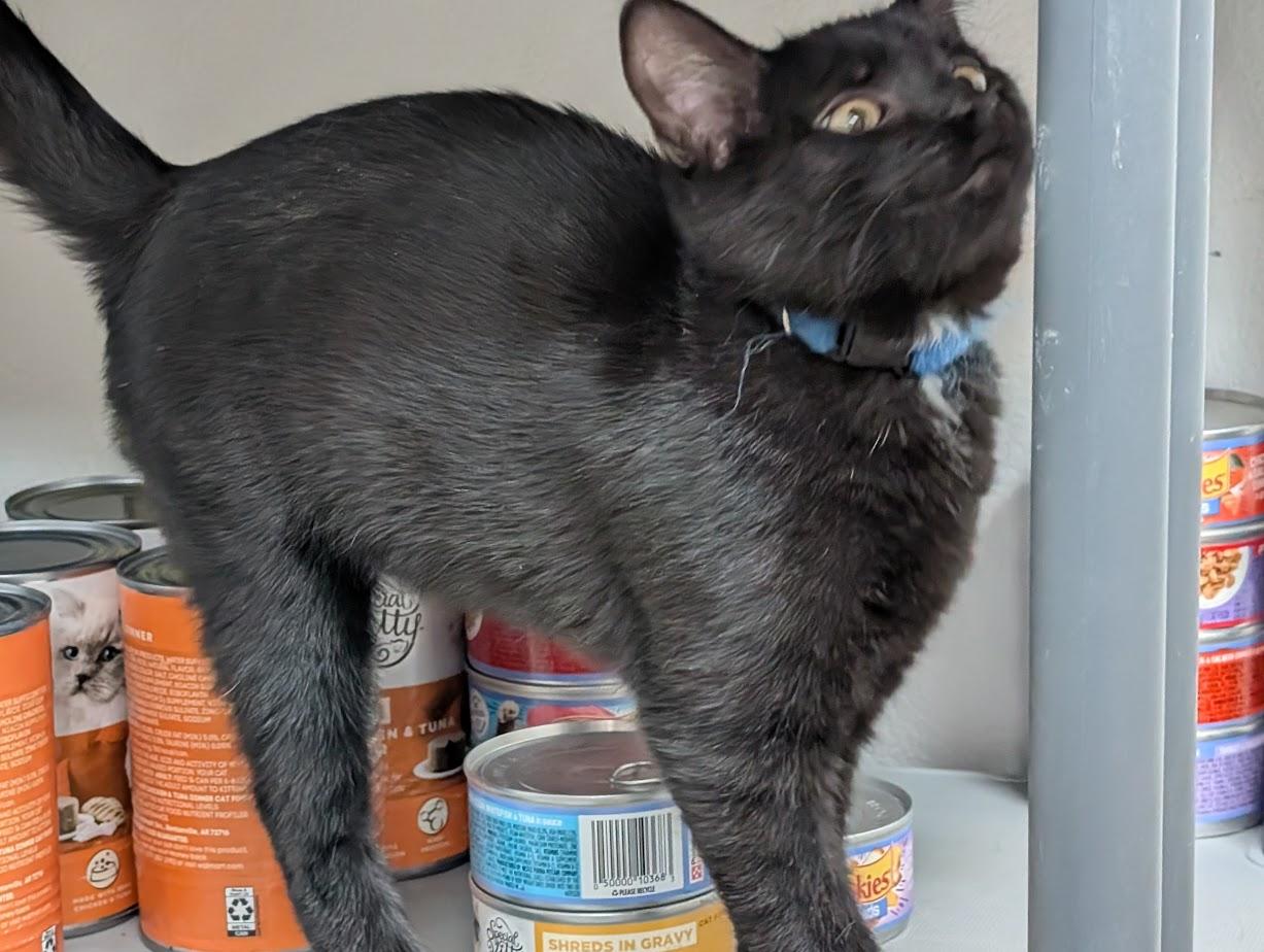 Smokey, a Adoptable American Shorthair in Carthage, IL image 2/5
