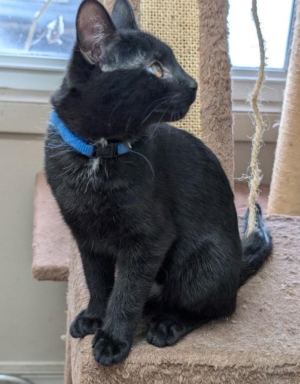 Enlarge Smokey, an adopted American Shorthair in Carthage, IL image 6/6