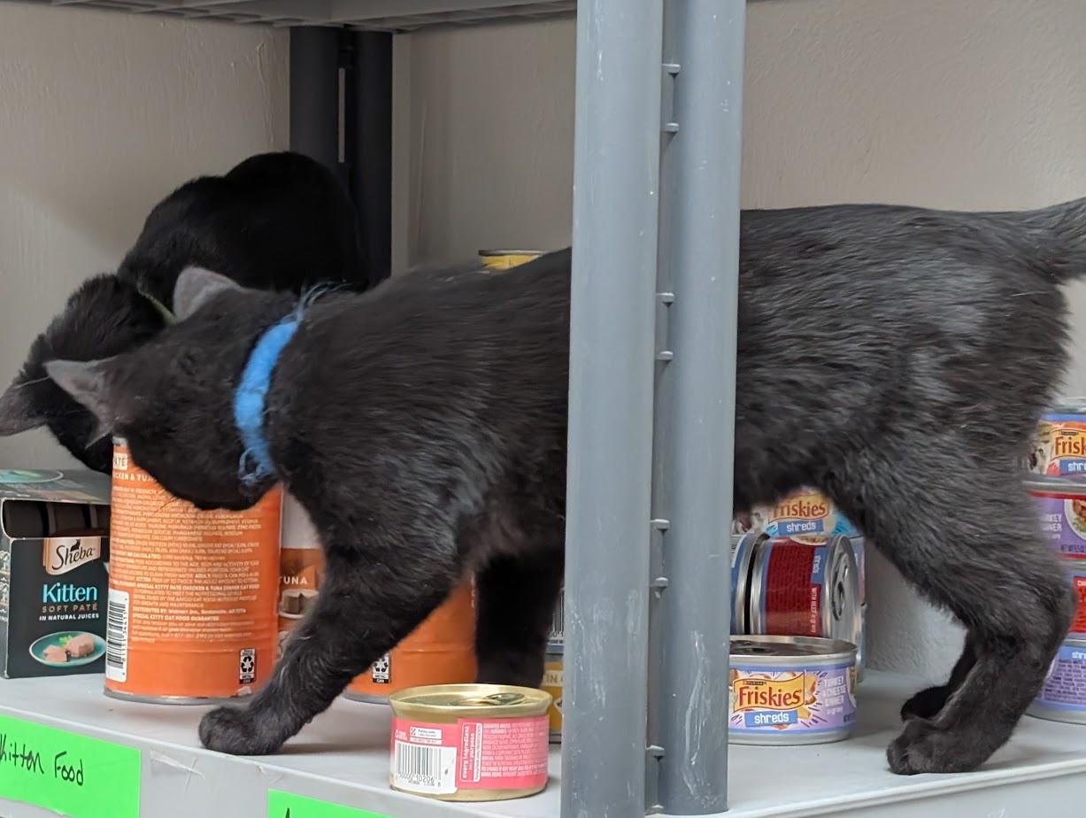 Smokey, a Adoptable American Shorthair in Carthage, IL image 5/5